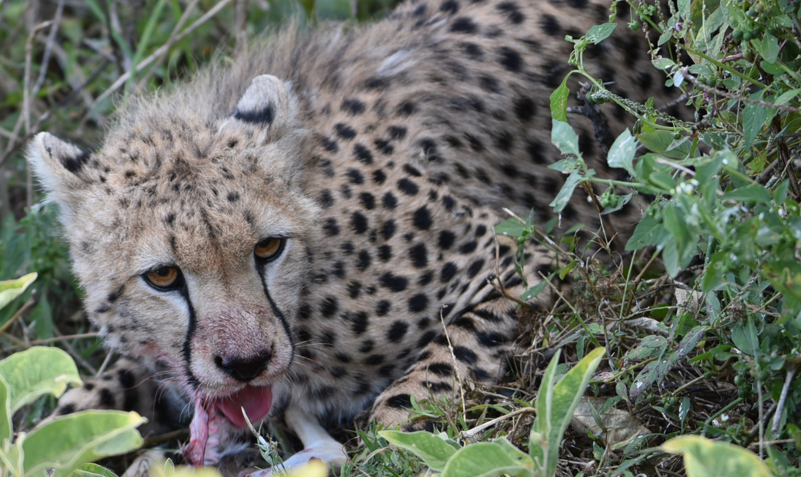 10-days-tanzania-safari-all-northern-parks-in-1-trip-wildebeest-migration