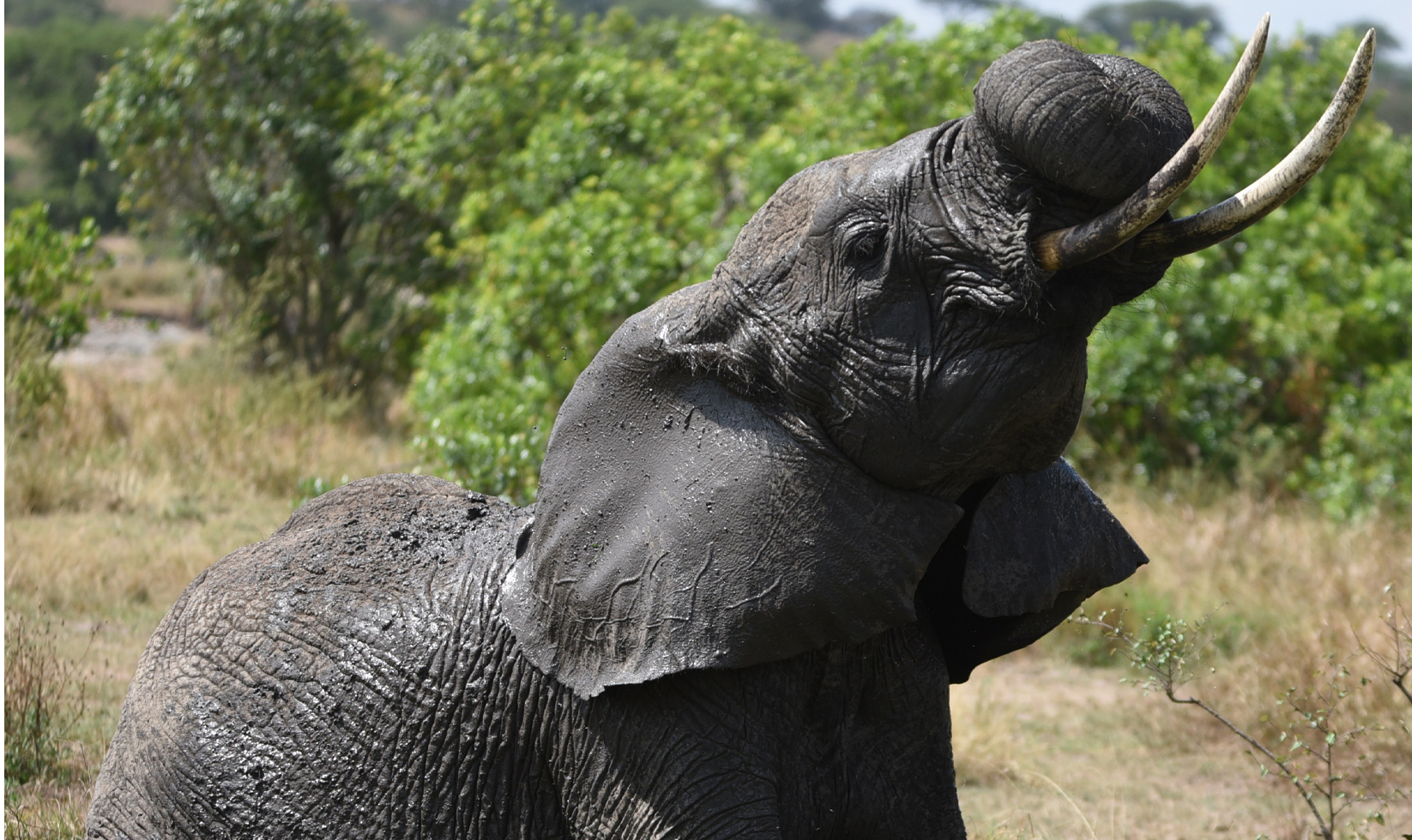18Days-Tanzania-Safari-and-Zanzibar-Vacation