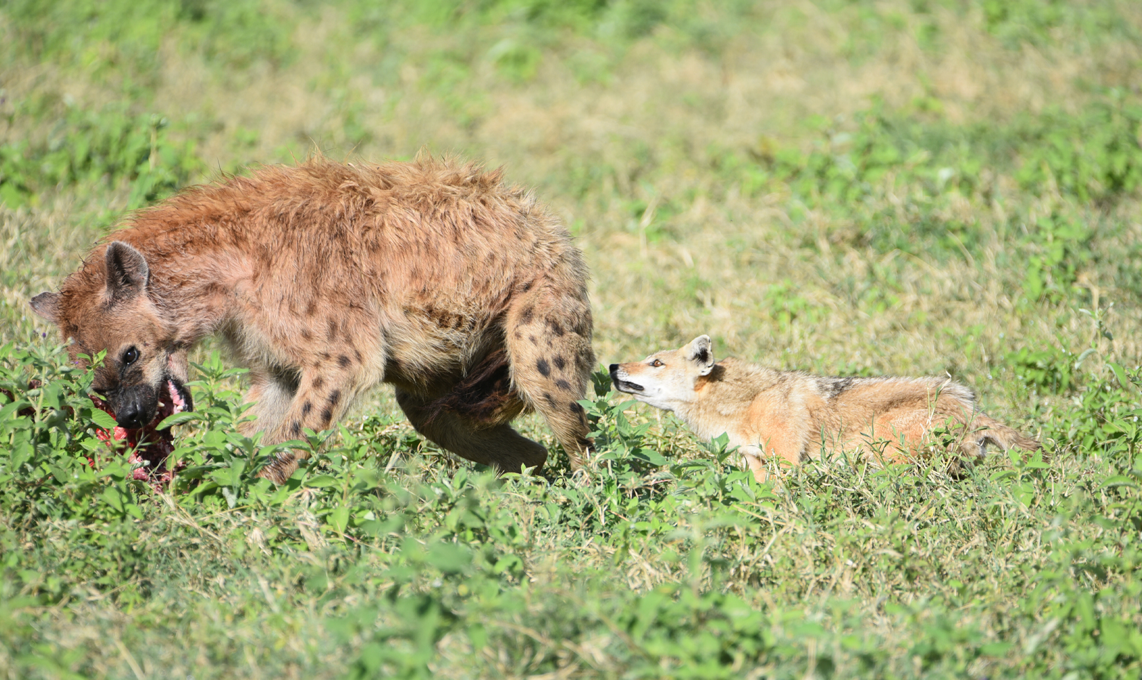 6-days-tanzania-memorable-safari