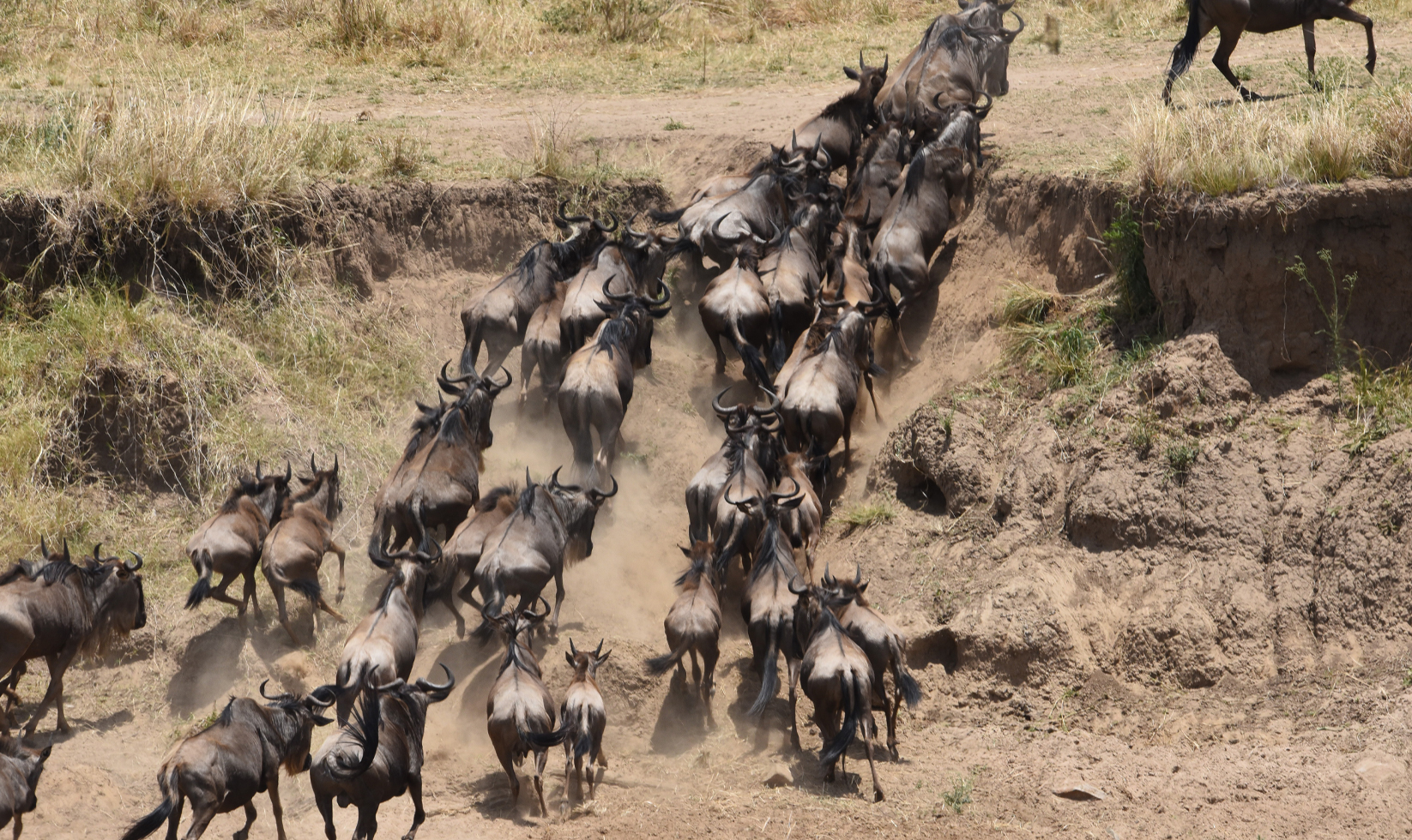 8-days-tanzania-holiday-a-very-complete-safari-wildebeest-migration