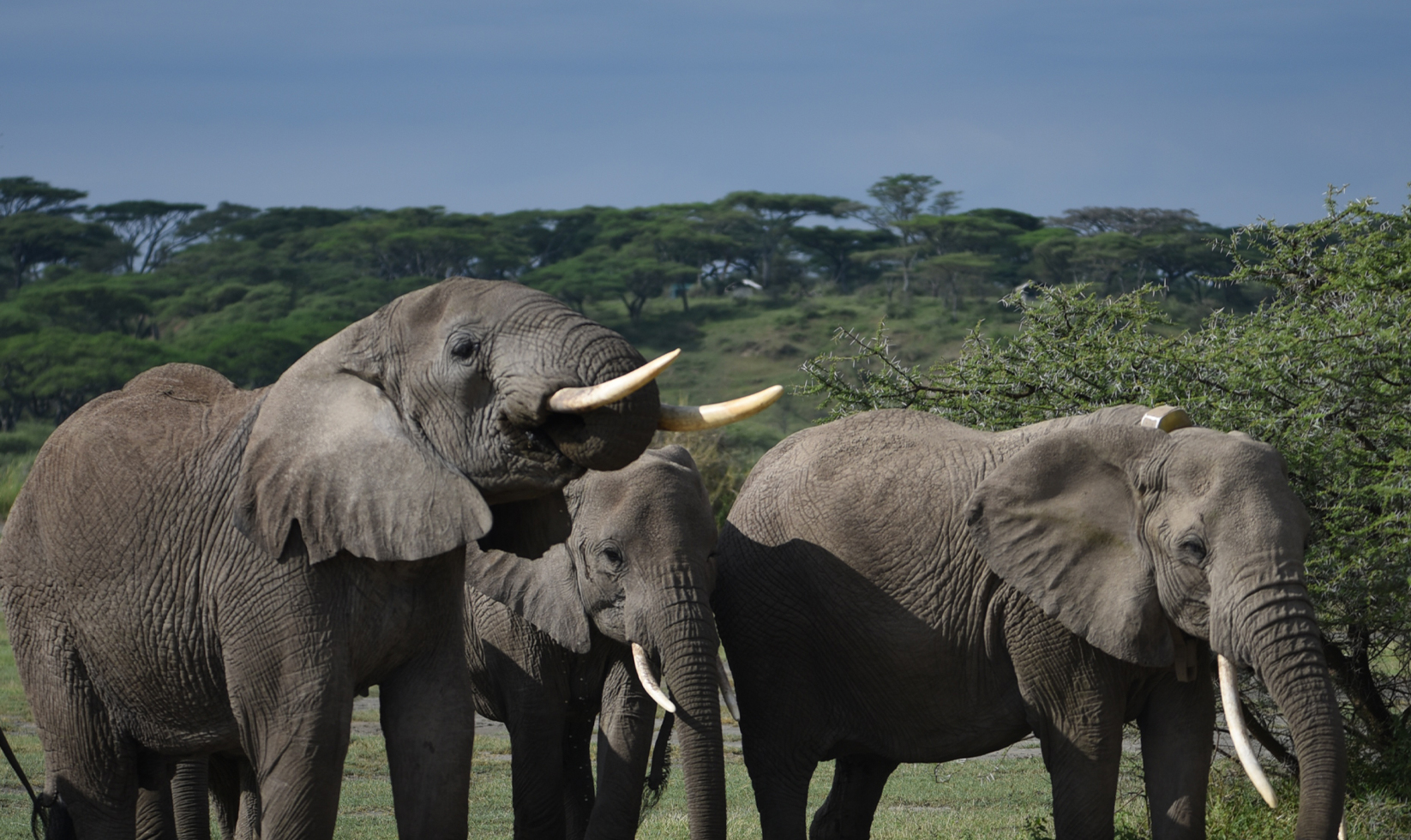 Short-And-Sweet-Tanzania-Safaris-Two-Nearby-Parks