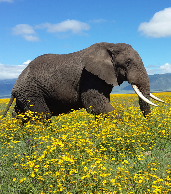 ngorongoro-crater-extreme-expedition-travel