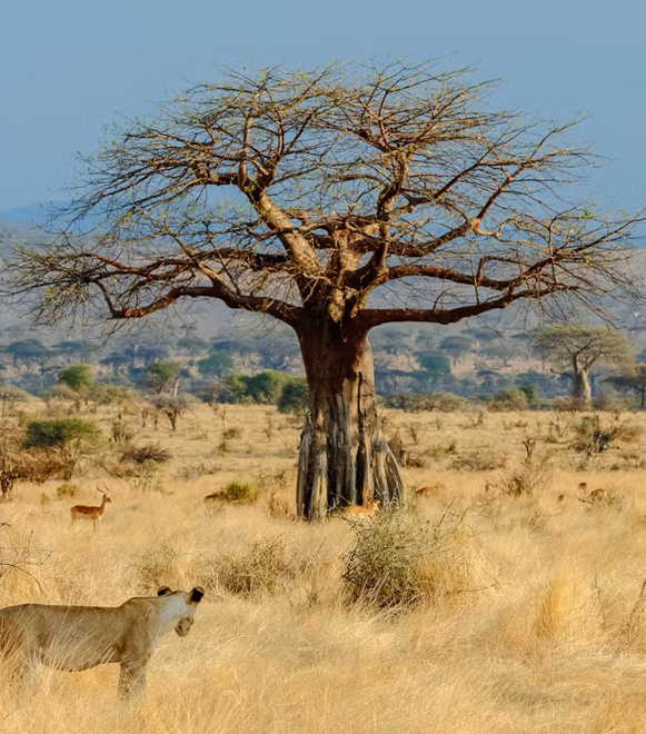 ruaha-national-park-extreme-expedition-travel