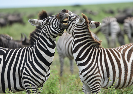 3-days-tanzania-short-safari