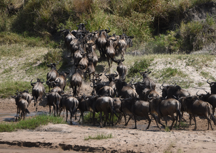 8-days-tanzania-holiday-a-very-complete-safari-wildebeest-migration-extreme-expedition-travel