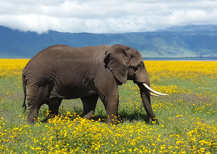 Safari-Masika-8-Days-Ultimate-Tour