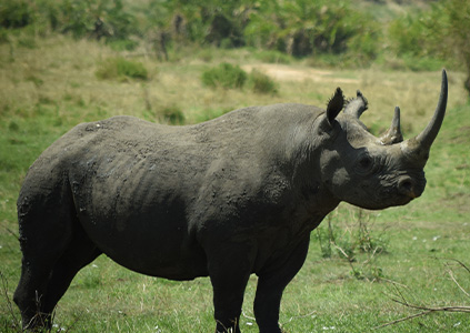dry-seasons-Safari-Photographers%20-%20Migration-of%20wildebeests-and-Wildlife-in-general