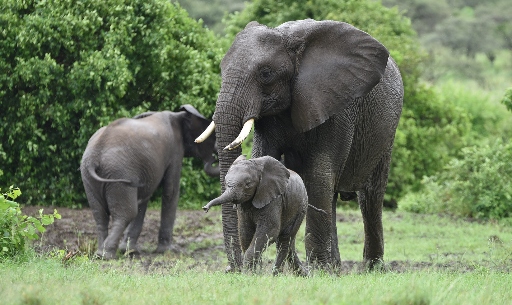 dry-seasons-Safari-Photographers-Migration-of-wildebeests-and-Wildlife-in-general